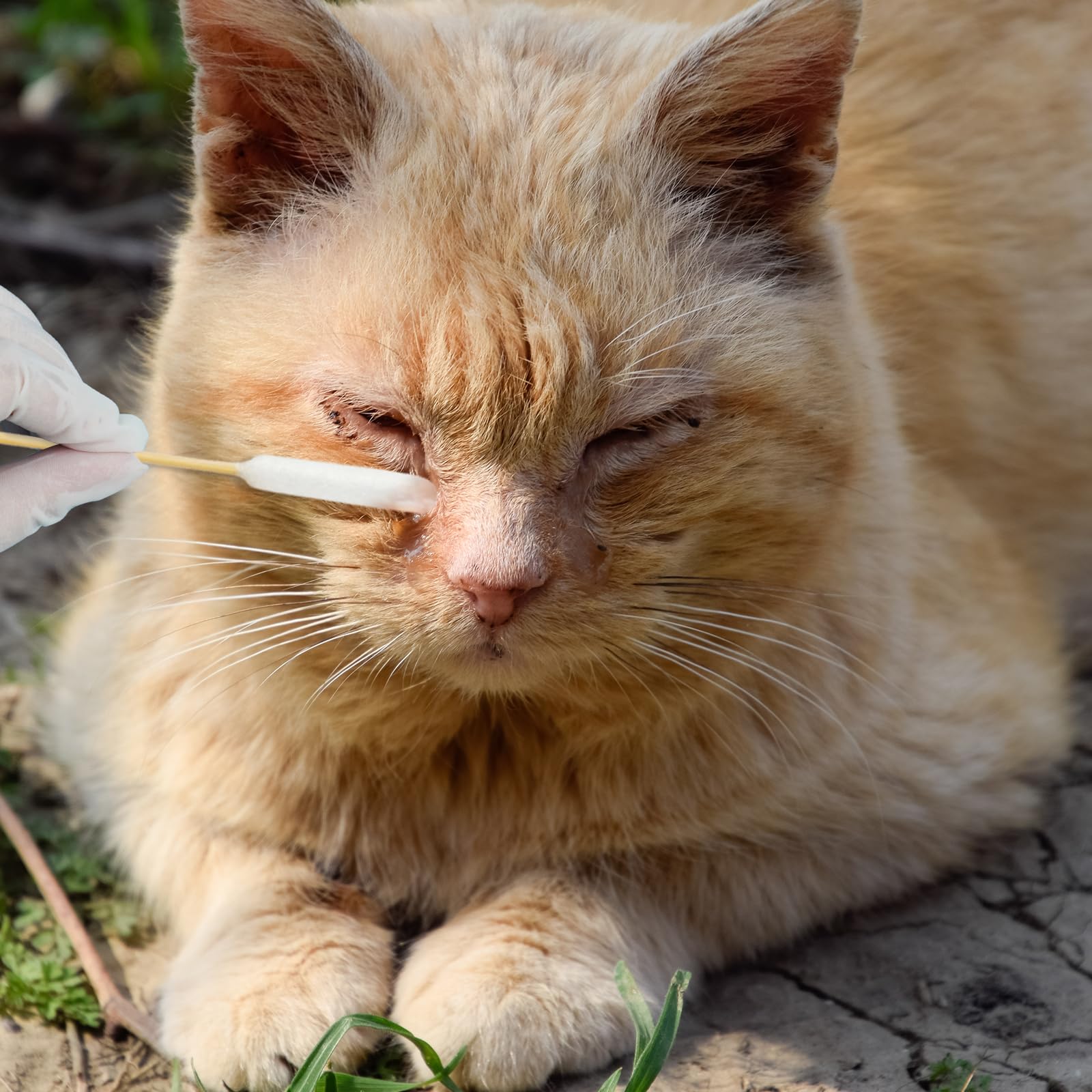 Egaageoi embouts-coton douceur-absorption, nettoie en douceur sans fibres.