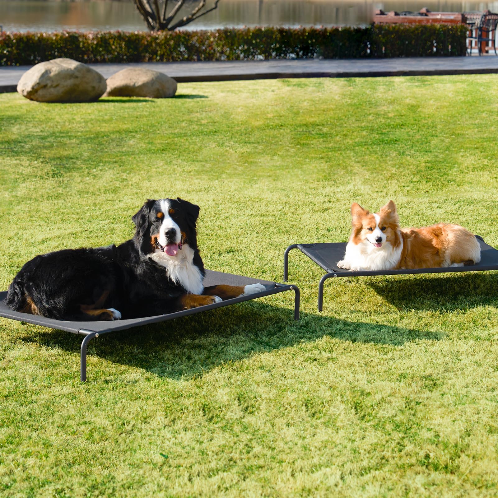 Capacité de poids 35–125 lb pour chiens de grande taille.