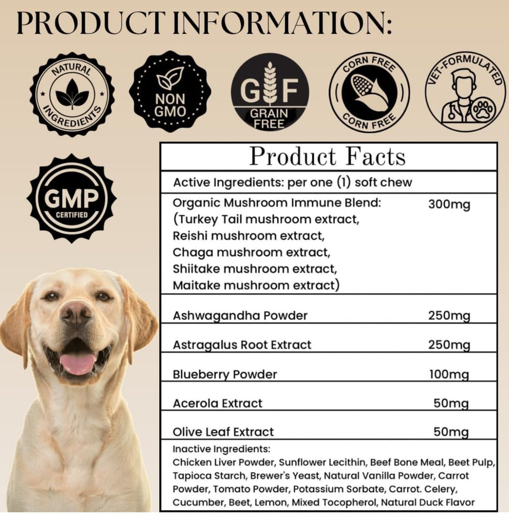 Chien heureux et actif après les friandises champignons Electric Elixir.