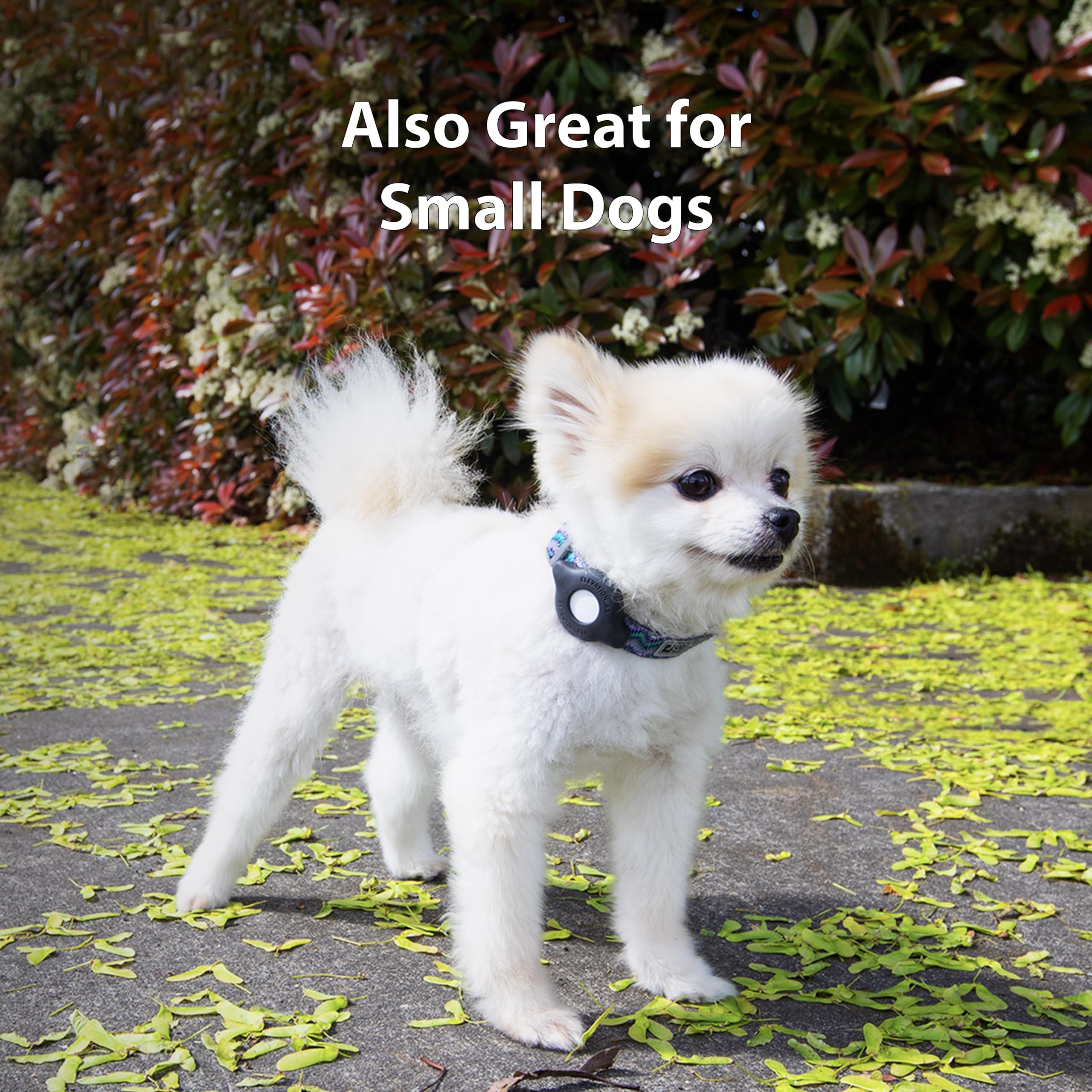 Elevation Lab AirTag Collier Chat et Petit Chien — compatibilité sécurisée