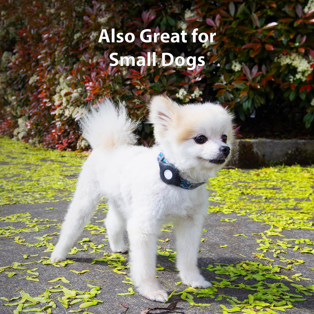 Elevation Lab AirTag Collier Chat et Petit Chien — compatibilité sécurisée