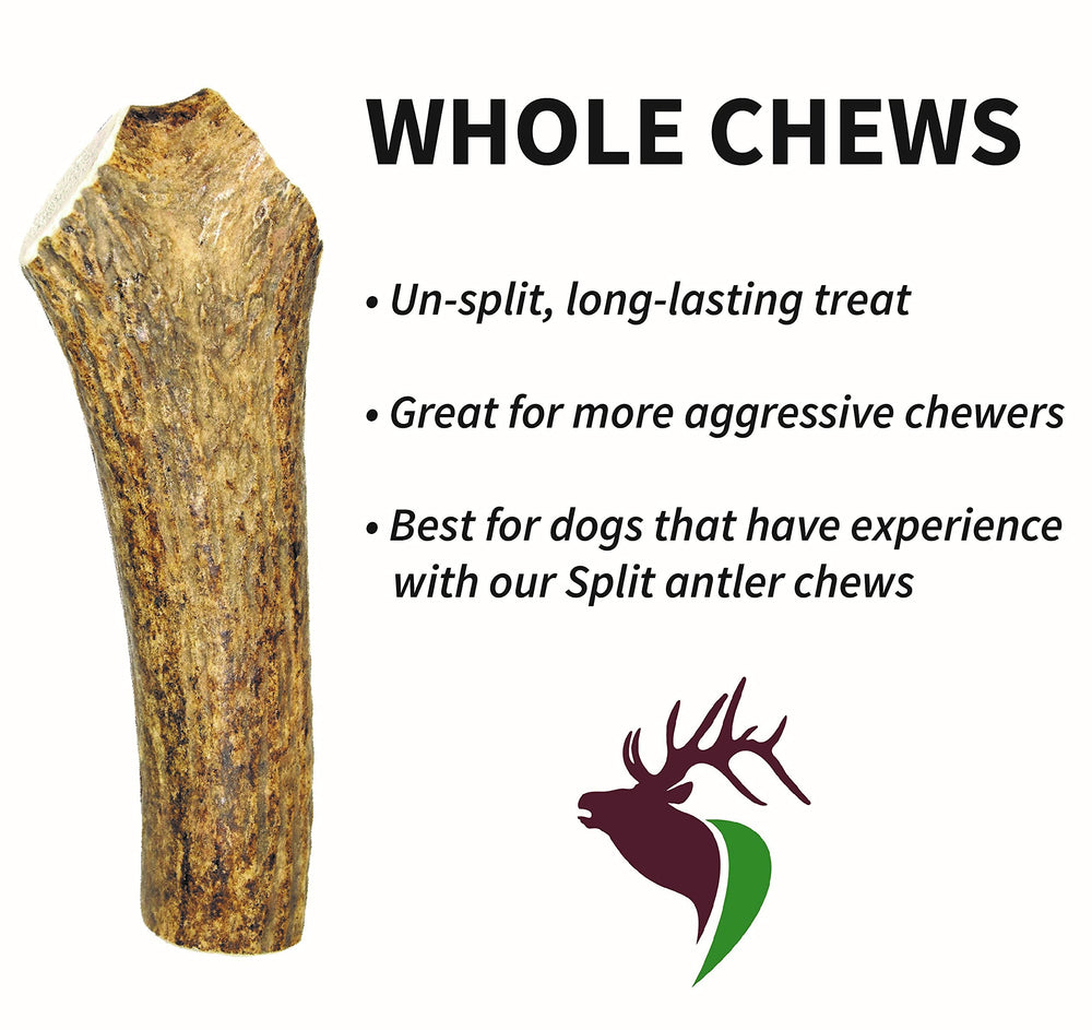 Elkhorn Premium Chews, chiot mâchant doucement, expérience naturelle et sûre.