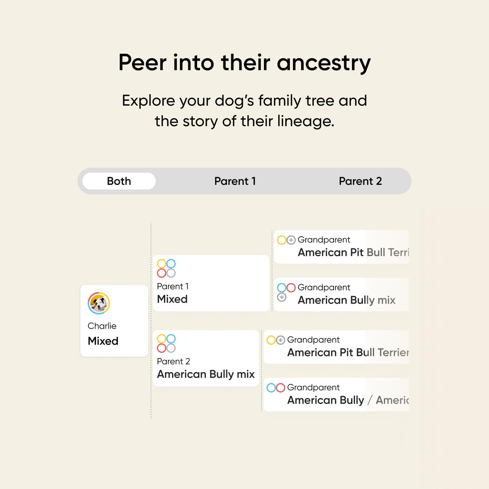 Embark Kit ADN Chien: scores d’allergie pour mieux gérer l’inconfort.