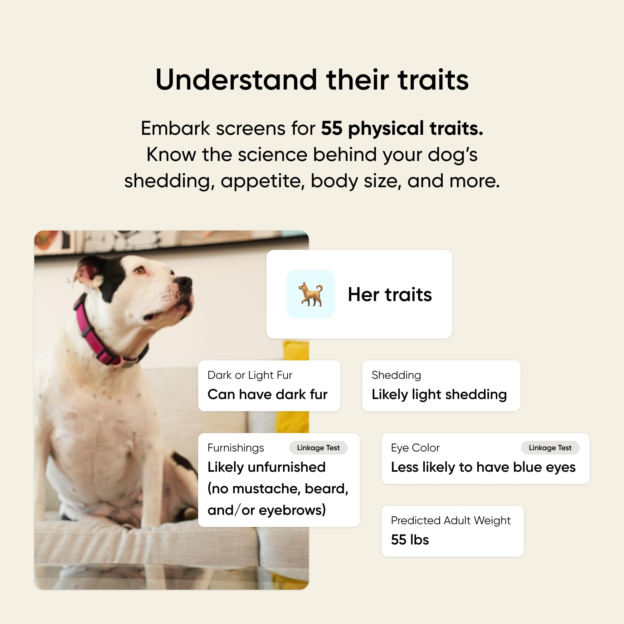 Embark Kit ADN Chien: santé génétique pour anticiper les visites vétérinaires.