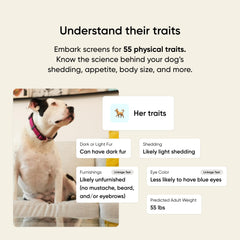 Embark Kit ADN Chien: santé génétique pour anticiper les visites vétérinaires.