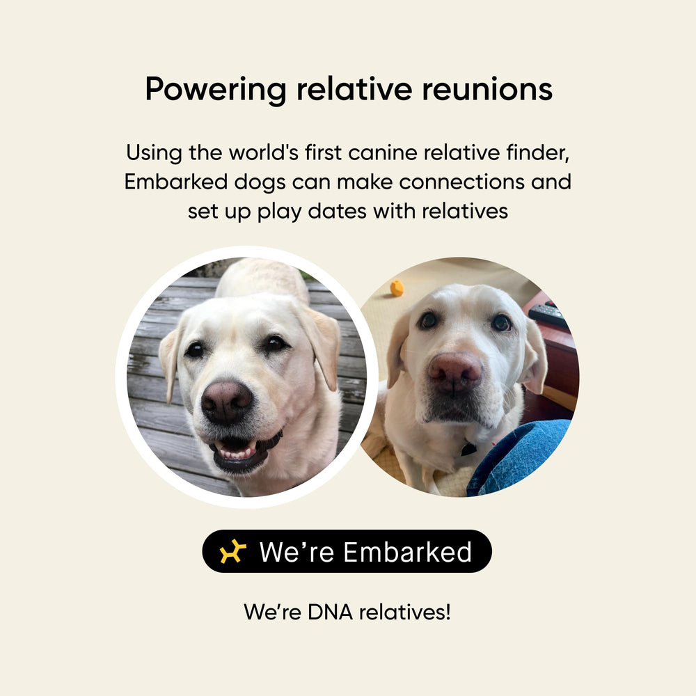 Embark Kit ADN Chien: traits physiques et besoins de toilettage adaptés.