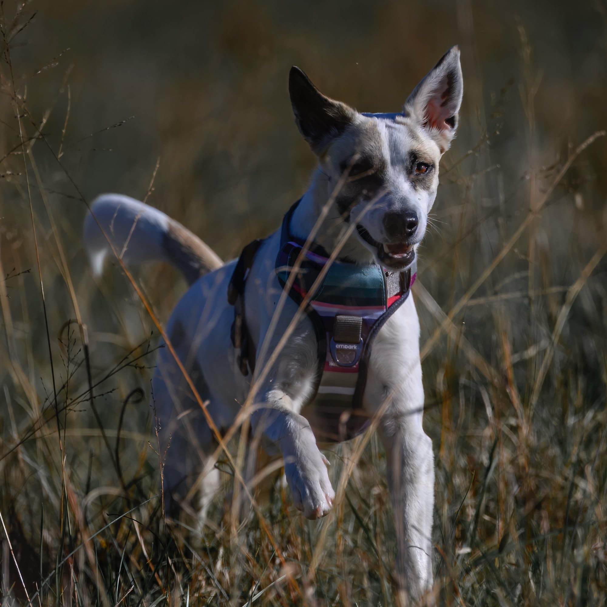 Réglage facile Embark Adventure – ajustement personnalisé pour grands chiens.