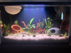 Décoration en bois flotté emours, forme variée pour décor d’aquarium