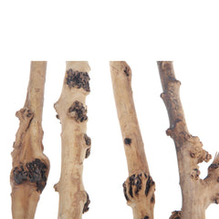 emours bois flotte naturel pour terrarium, décor réaliste et durable.