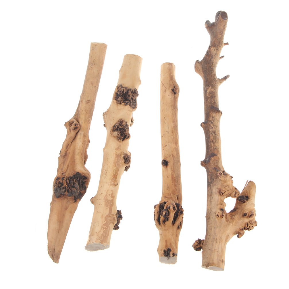 emours branche arboreale pour reptiles, idéale pour grimper et s'exposer.