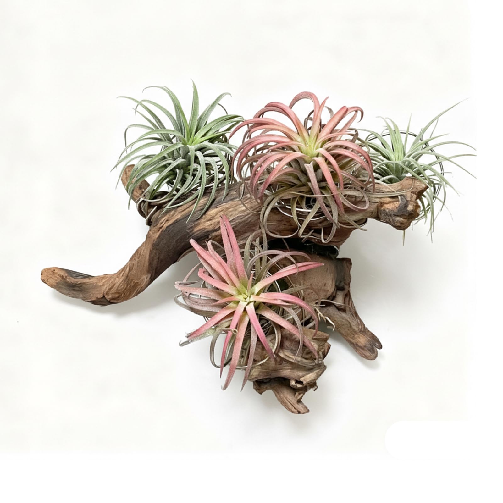 Emours branche bois flotté, décor polyvalent avec plantes artificielles