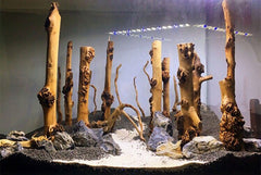 emours branche terrestre et aquatique, intégration facile dans le terrarium.