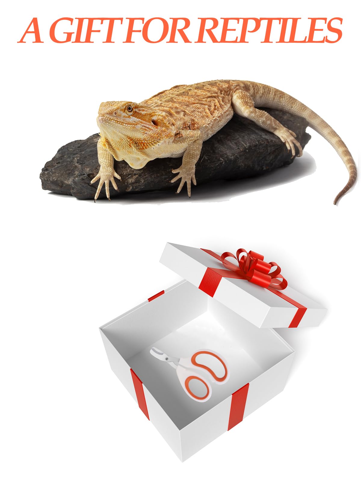 Engorgio Dragon Barbu, cadeau parfait pour les passionnés de reptiles.