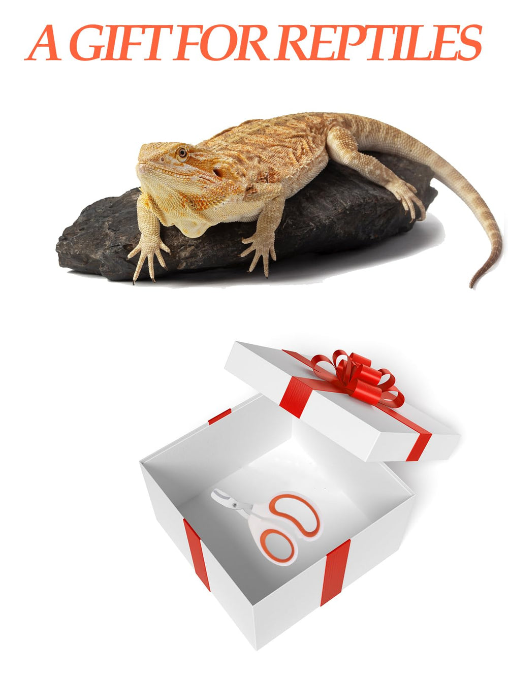Engorgio Dragon Barbu, cadeau parfait pour les passionnés de reptiles.