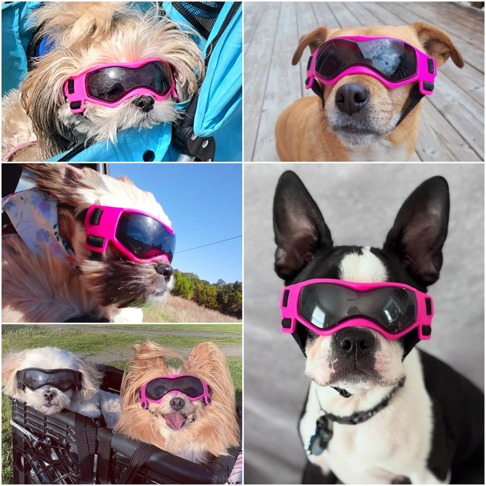 Lunettes Enjoying pour petit chien, verres UV, protection oculaire lors des promenades.