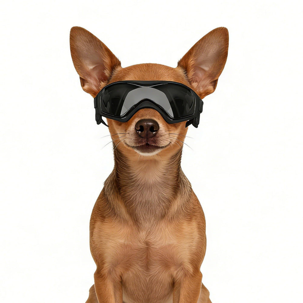 Enjoying Lunettes Chien: protection UV pour les yeux pendant les balades
