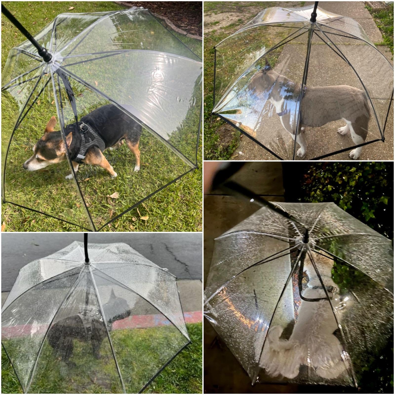 Parapluie Enjoying transparent, chien voit l’environnement pendant la promenade.