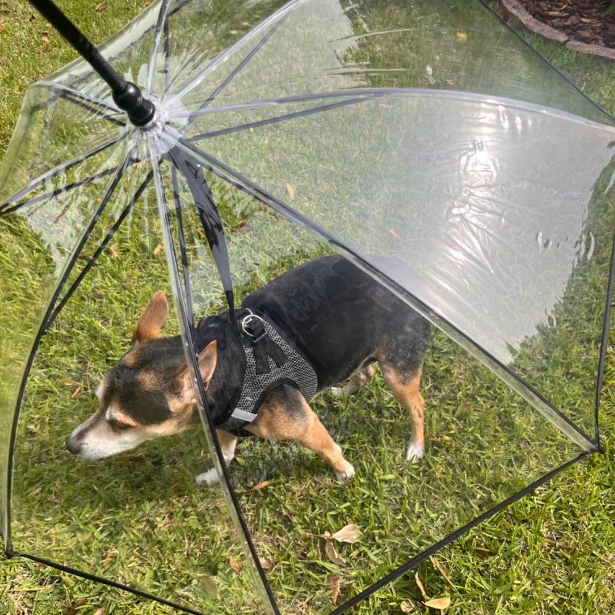 Protection pluie Enjoying pour petit chien, pratique en sorties quotidiennes.