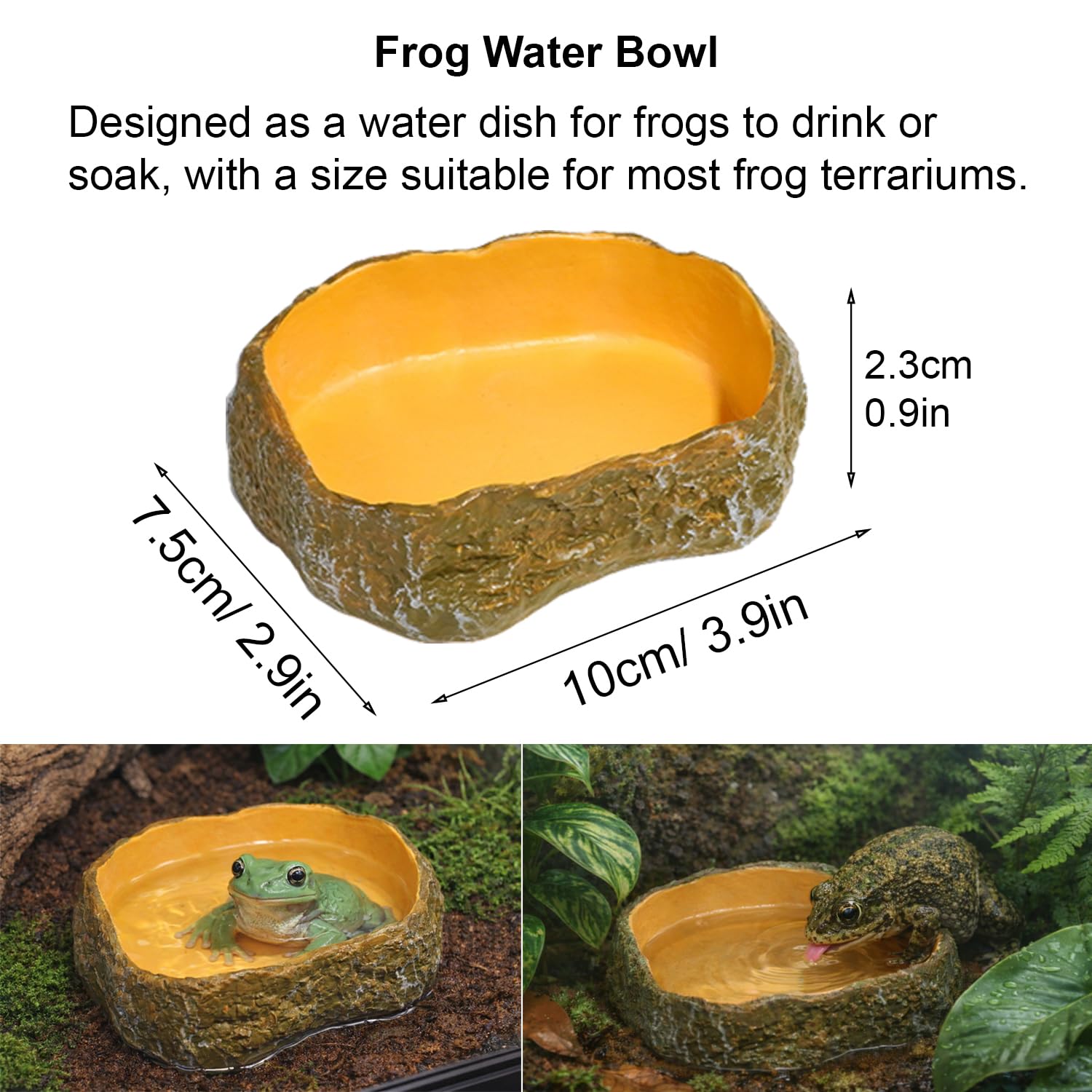 Enochainchin plat-nourriture-angle-grenouille : alimentation facile et optimisée