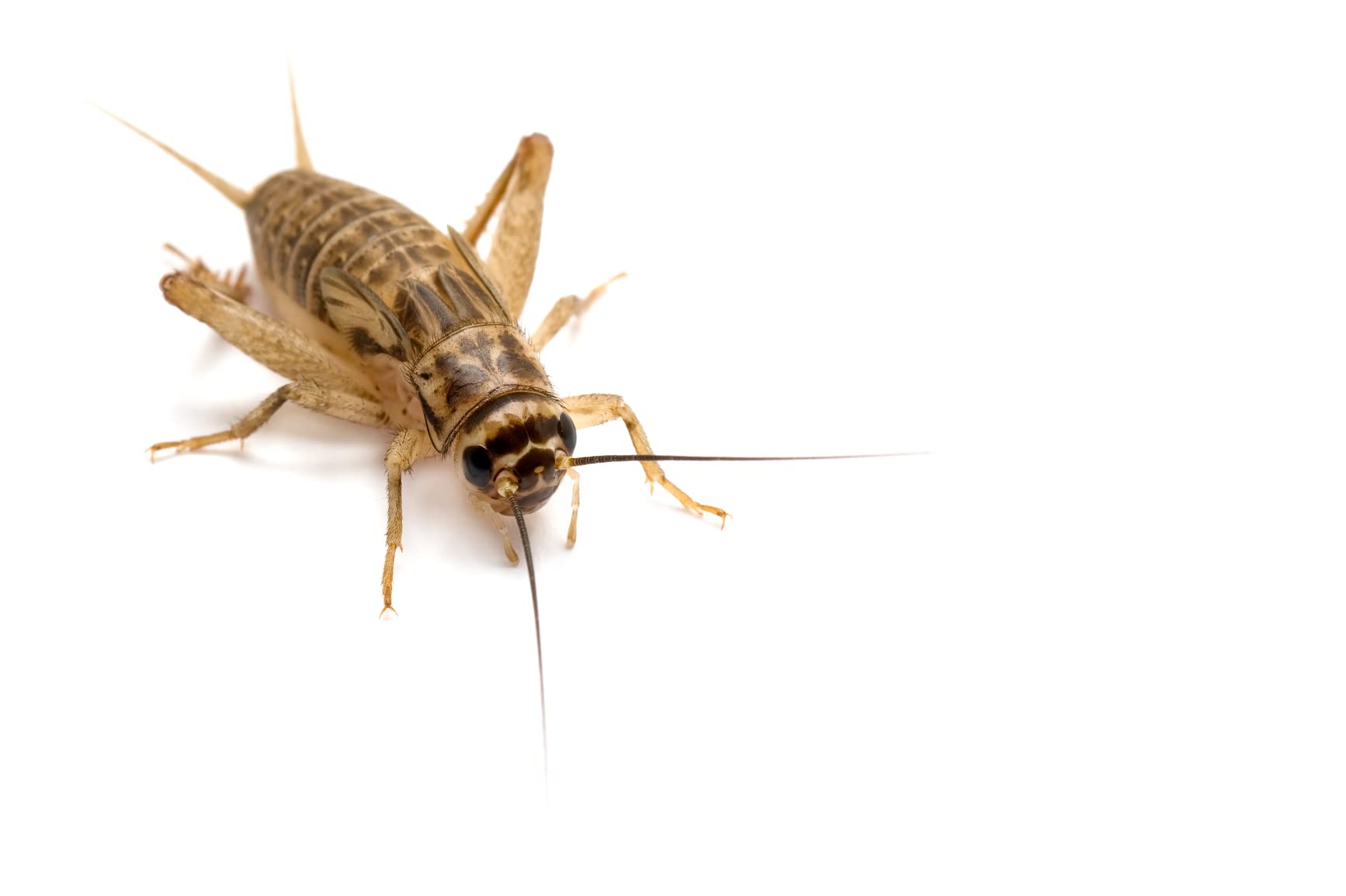 protein-17-pour-cent-calcium-dans-le-roach-chow-pour-croissance