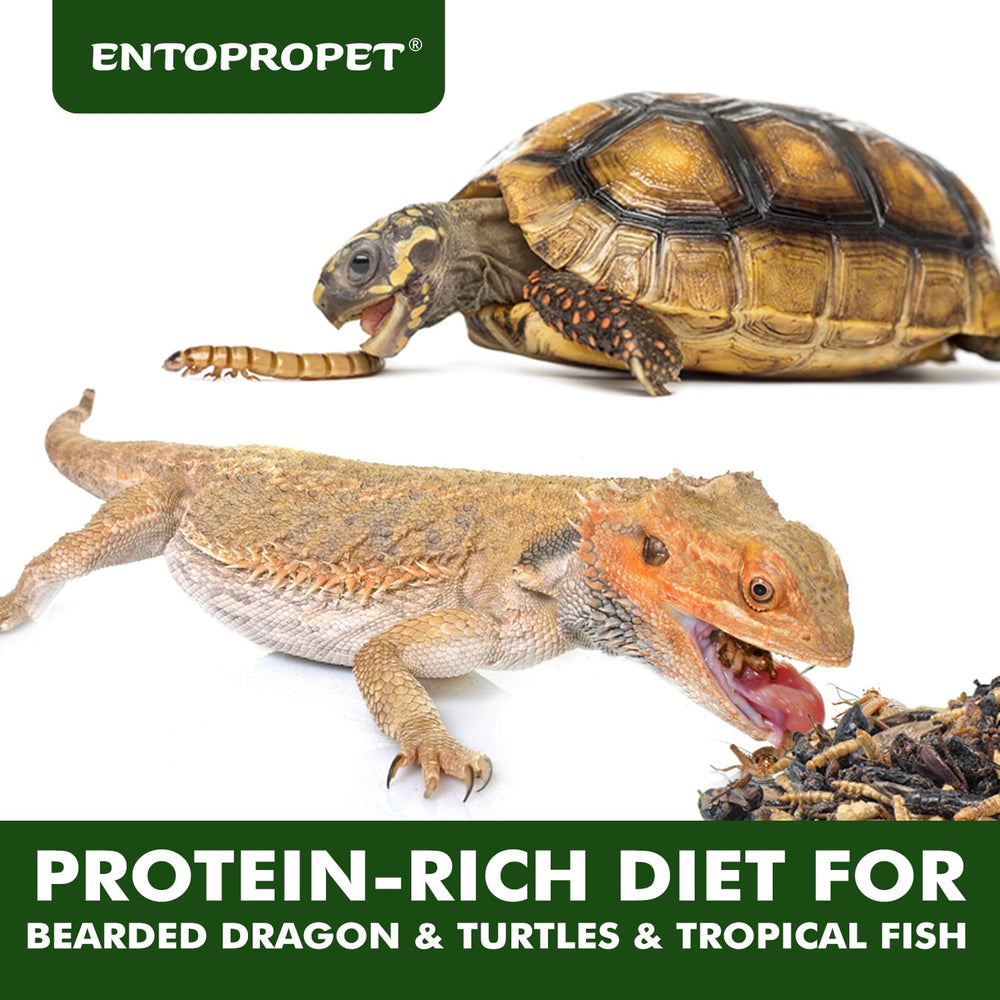 Entopropet – boîte 5oz d’insectes séchés pour alimentation quotidienne des reptiles.