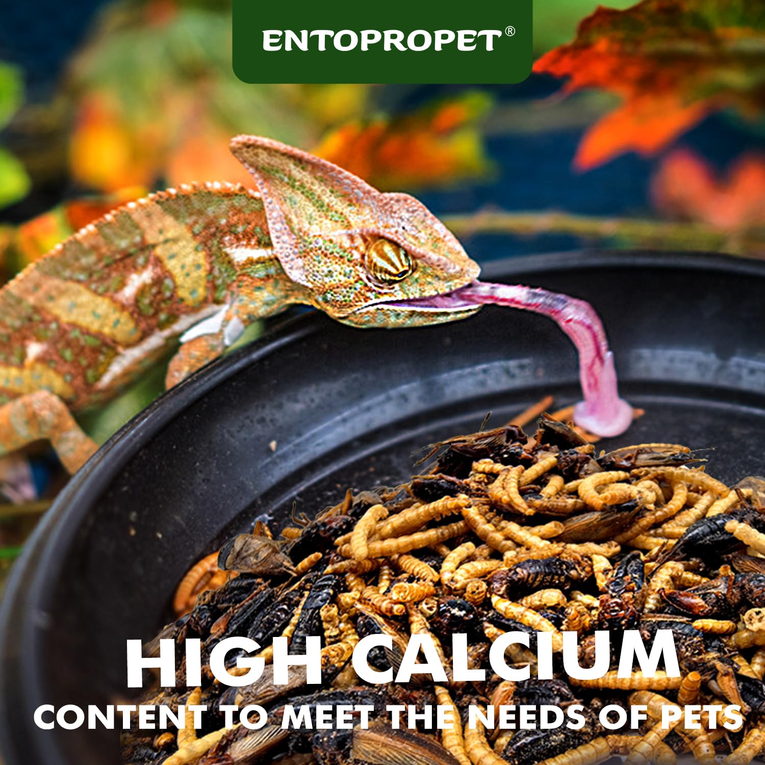 Entopropet – assiette d’insectes séchés prête à servir, riche en calcium et protéines.