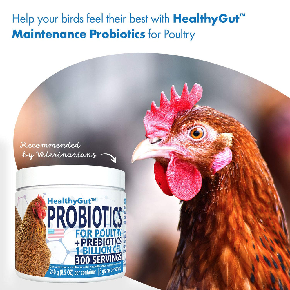 Equa Holistics HealthyGut Probiotics: mélange naturel de prébiotiques et probiotiques pour volailles