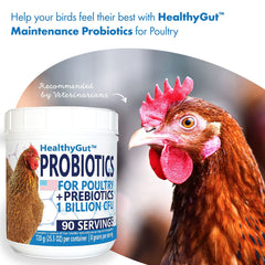 Equa Holistics HealthyGut Probiotics – poulets au quotidien pour une digestion équilibrée