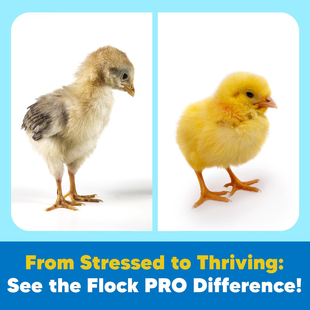 Sachet-dose inclus avec Equerry's Chick Boost pour démarrer rapidement.