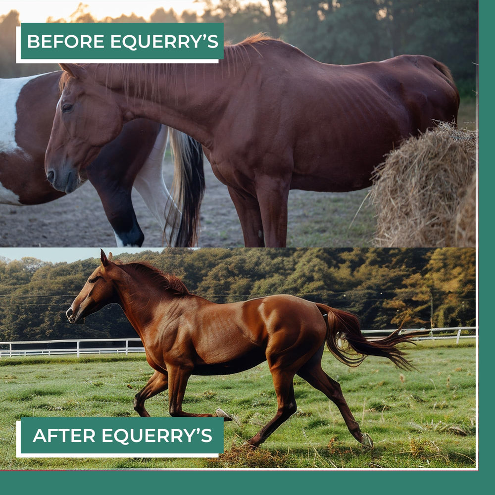 Produit Equerry's Plus fabriqué aux États‑Unis, contrôle qualité assuré.