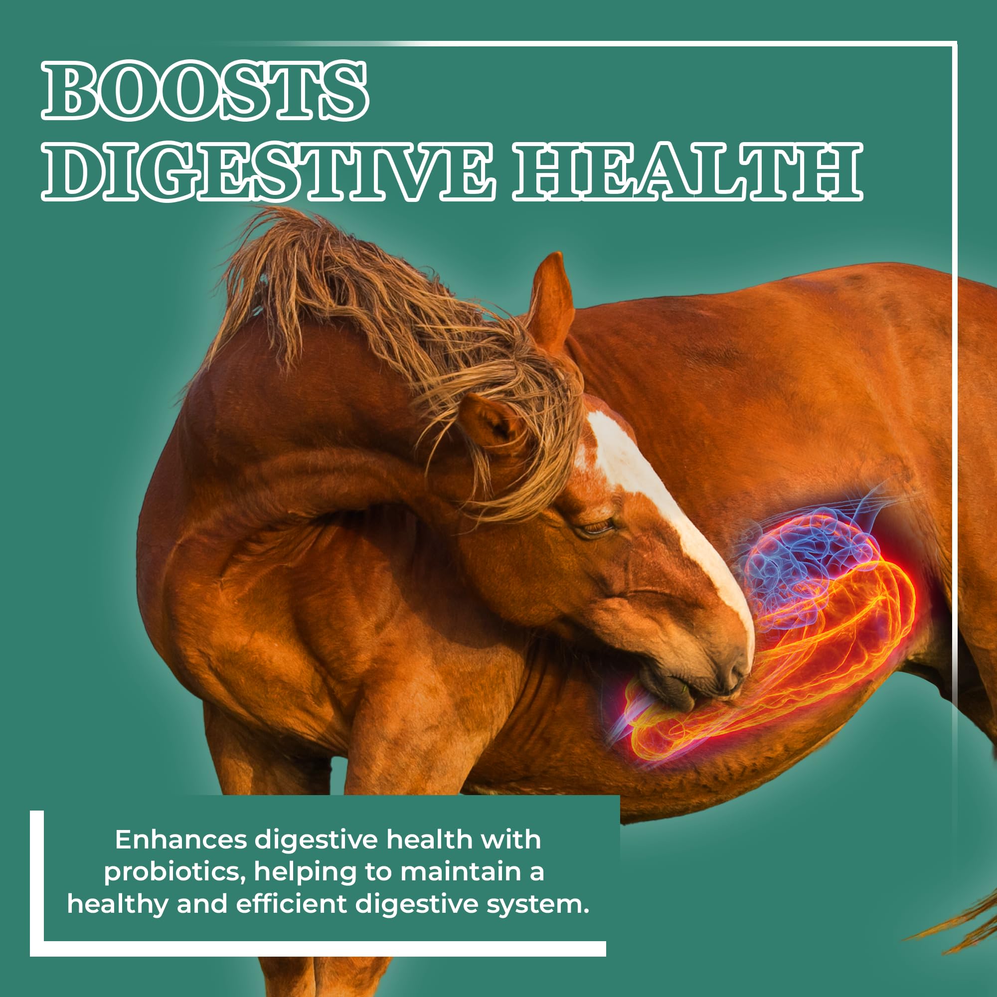 Probiotiques intégrés dans Equerry's Plus pour soutenir l'absorption des nutriments.