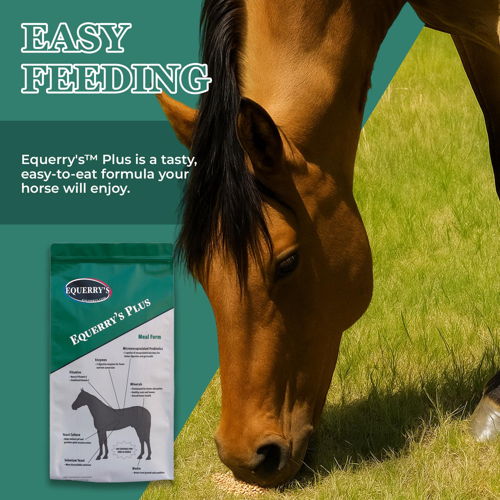 Utilisation quotidienne du supplément Equerry's Plus pour cheval en bonne condition.
