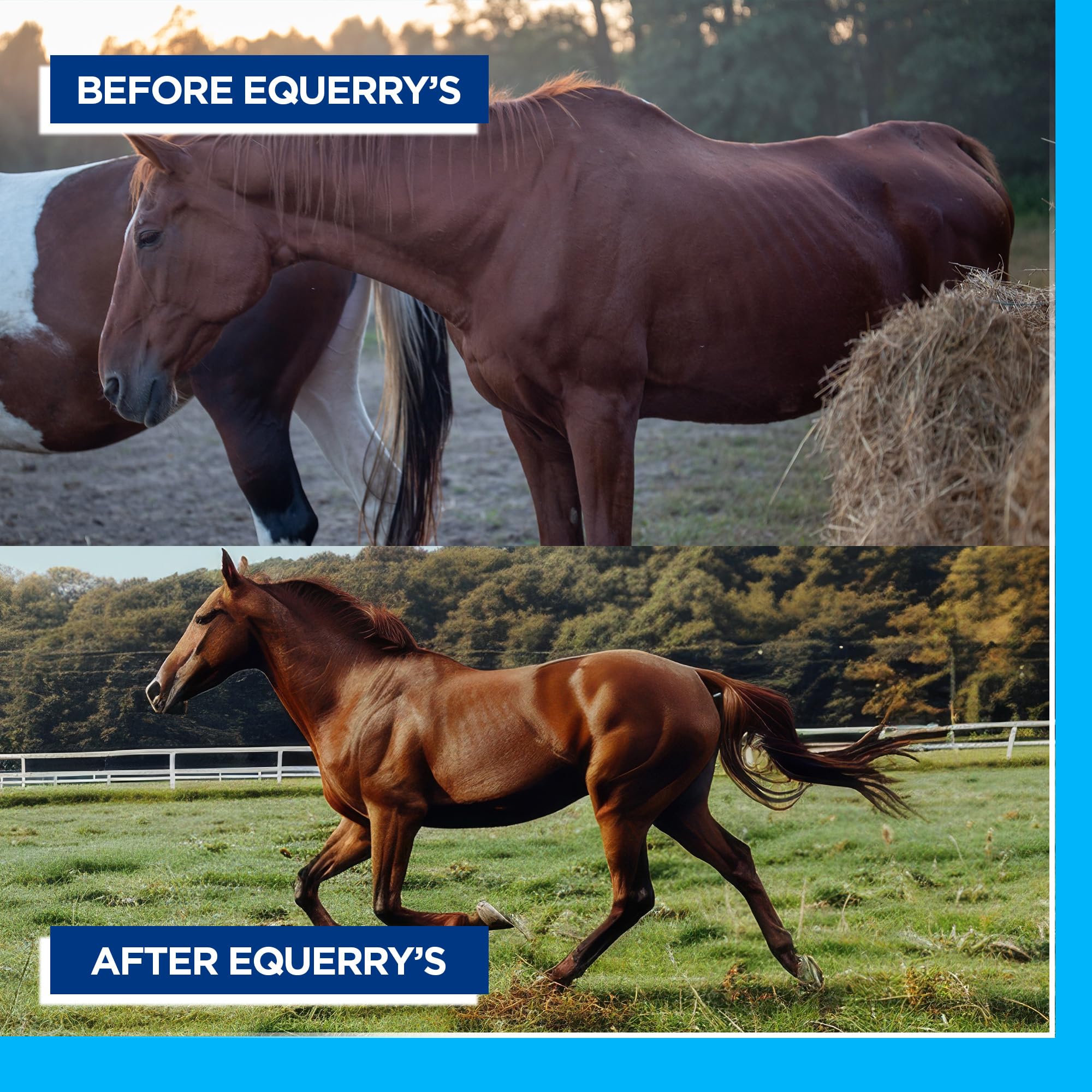 Usage quotidien Equerry's Probiotiques pour gros animaux, compatible avec l'alimentation.