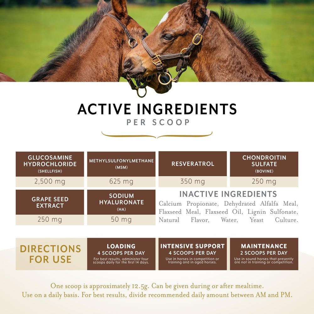 Équithrive Complete Granules – mobilité du cheval pendant l'entraînement.