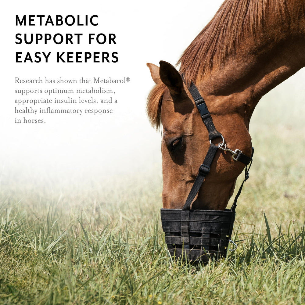 Équithrive Metabarol cheval pâturage: cheval au pâturage avec soutien métabolique potentiel