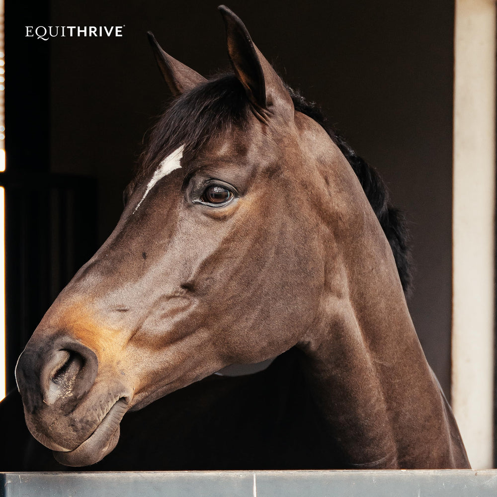 Equithrive Original Joint Poudre Lexington KY: fabriqué dans le cœur du pays des chevaux.
