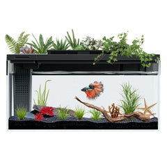 ERAARK aquarium betta 3,7 galon avec éclairage LED, habitat lumineux.