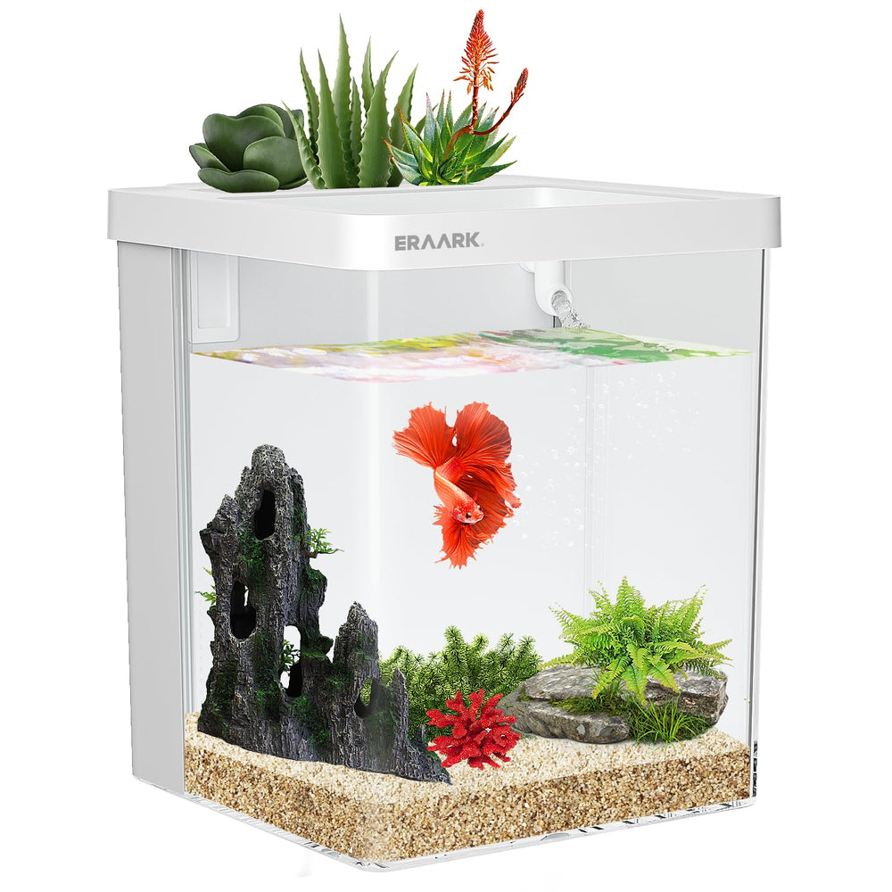 ERAARK Betta dans l’aquarium avec éclairage LED réglable et ambiance colorée.