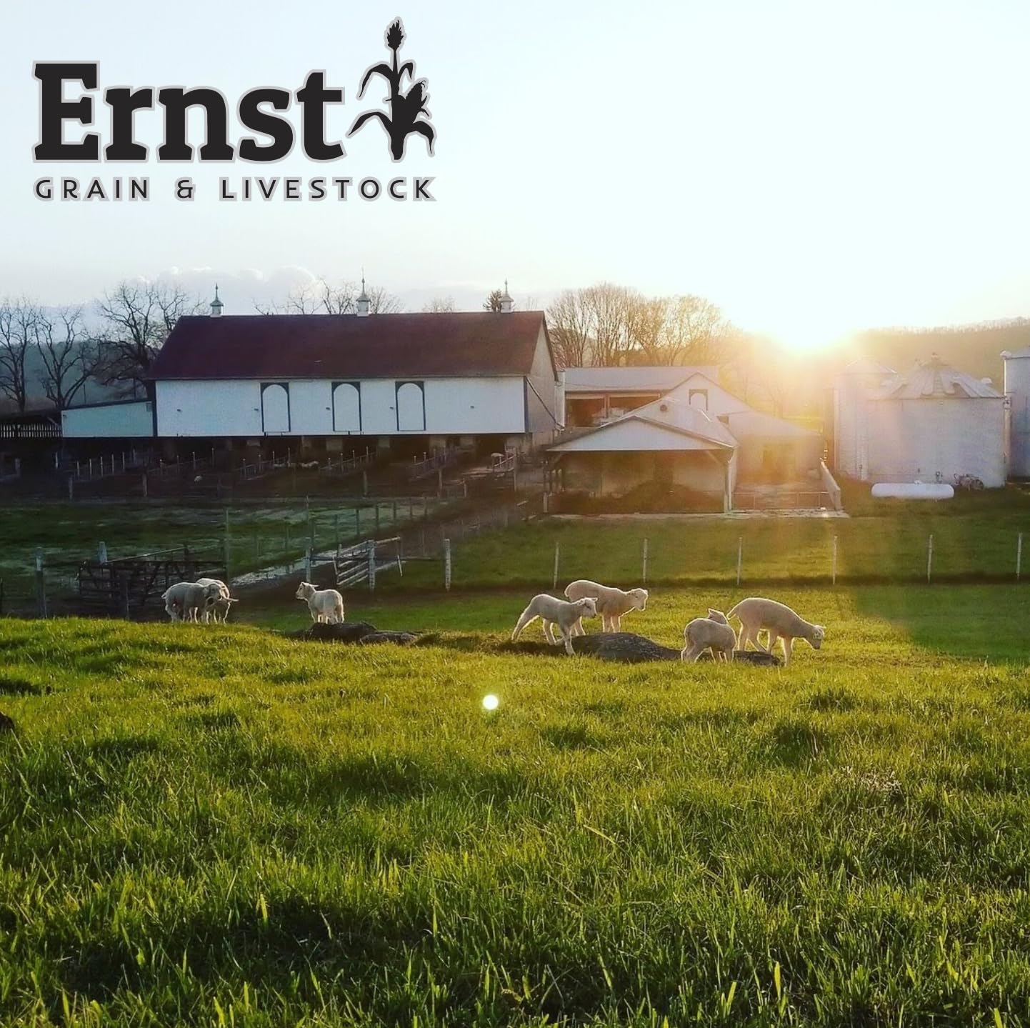 Ferme Ernst Grain & Livestock montrant l'attention à la qualité et à l'élevage.