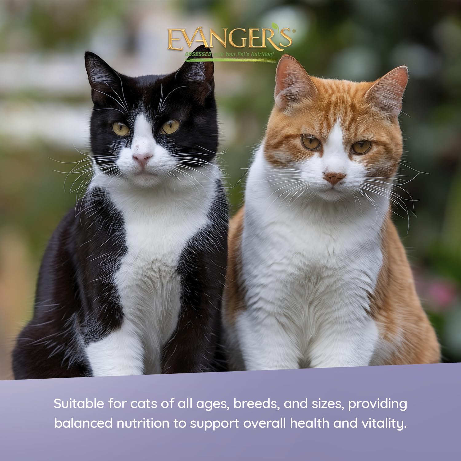 Repas Evanger's pour chat favorisant l'hydratation grâce à l'humidité élevée.