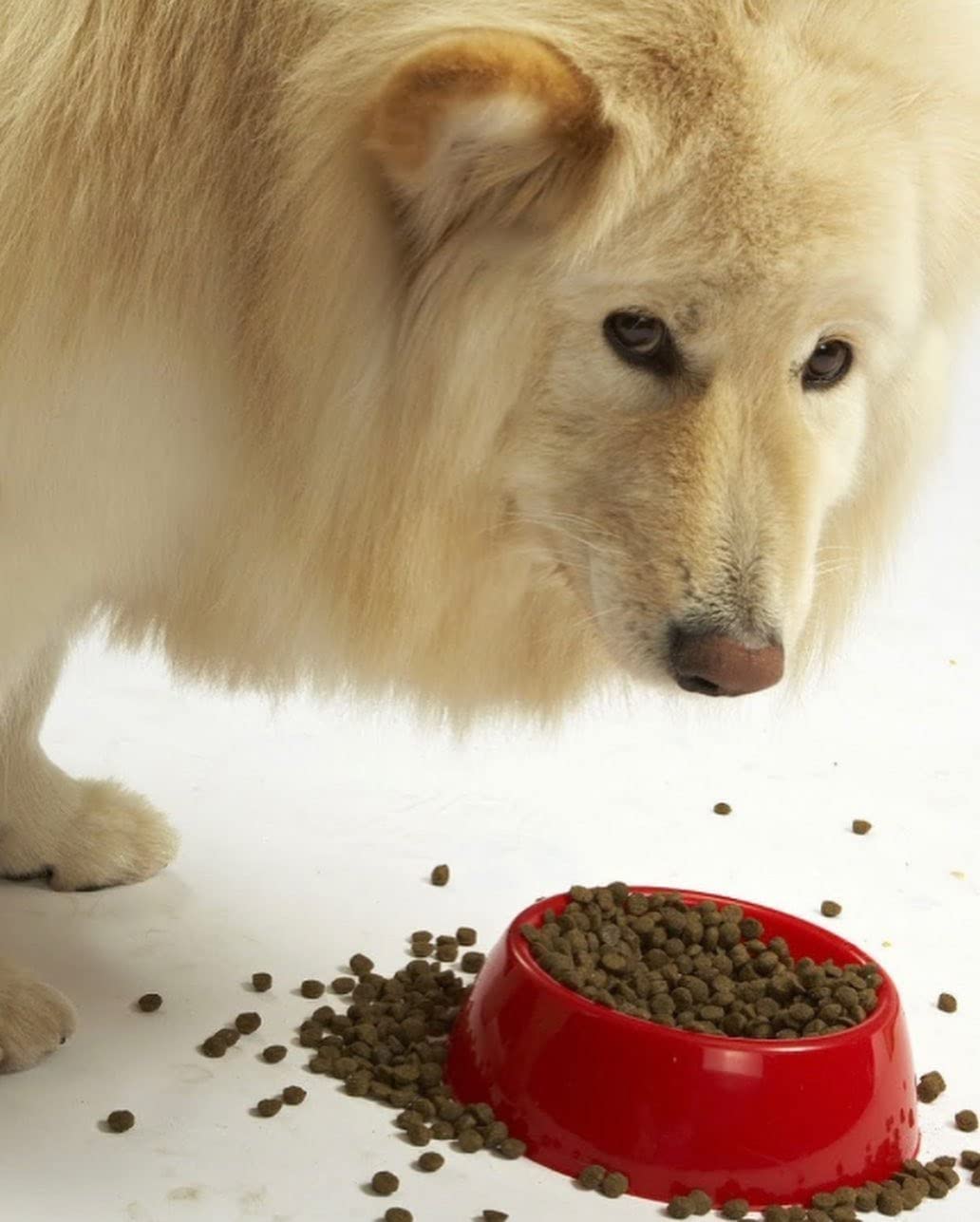 Evanger’s sans céréales, option adaptée aux chiens sensibles.