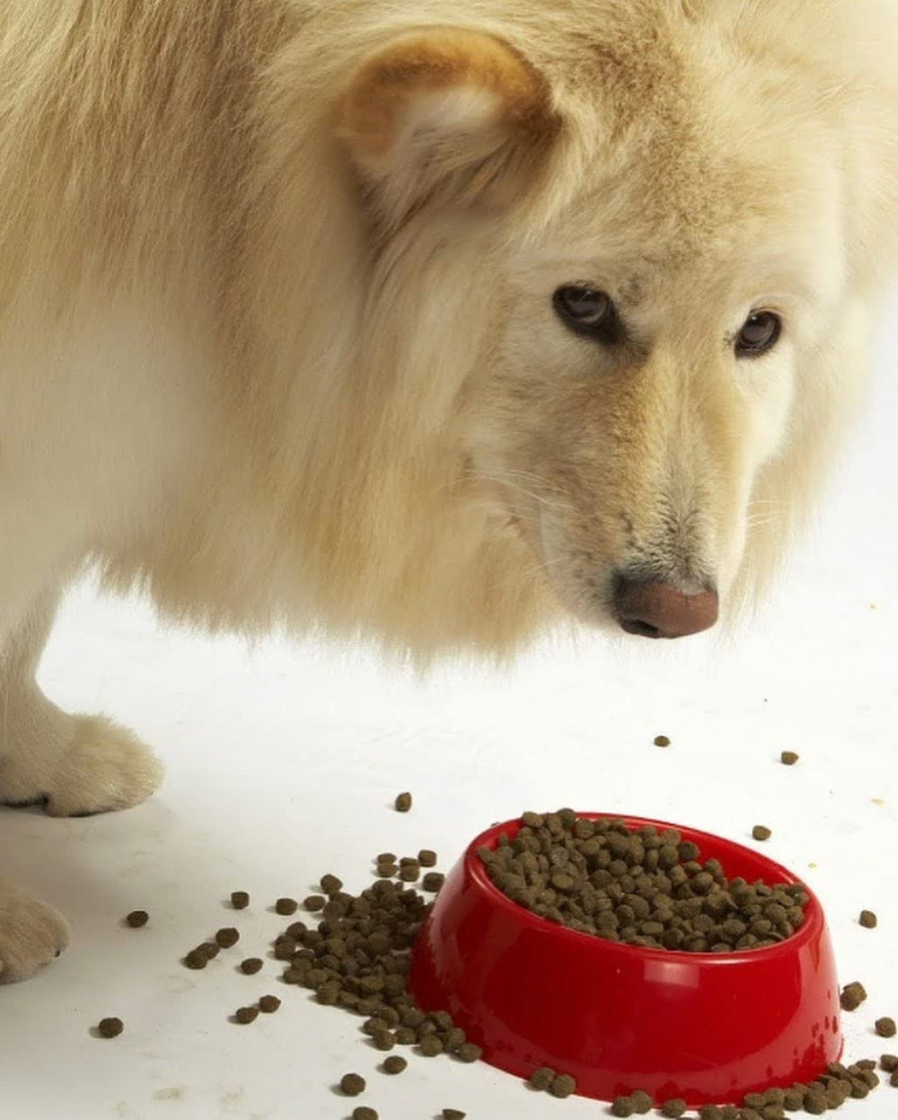 Evanger’s sans céréales, option adaptée aux chiens sensibles.