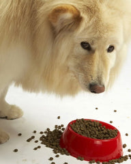 Evanger’s sans céréales, option adaptée aux chiens sensibles.