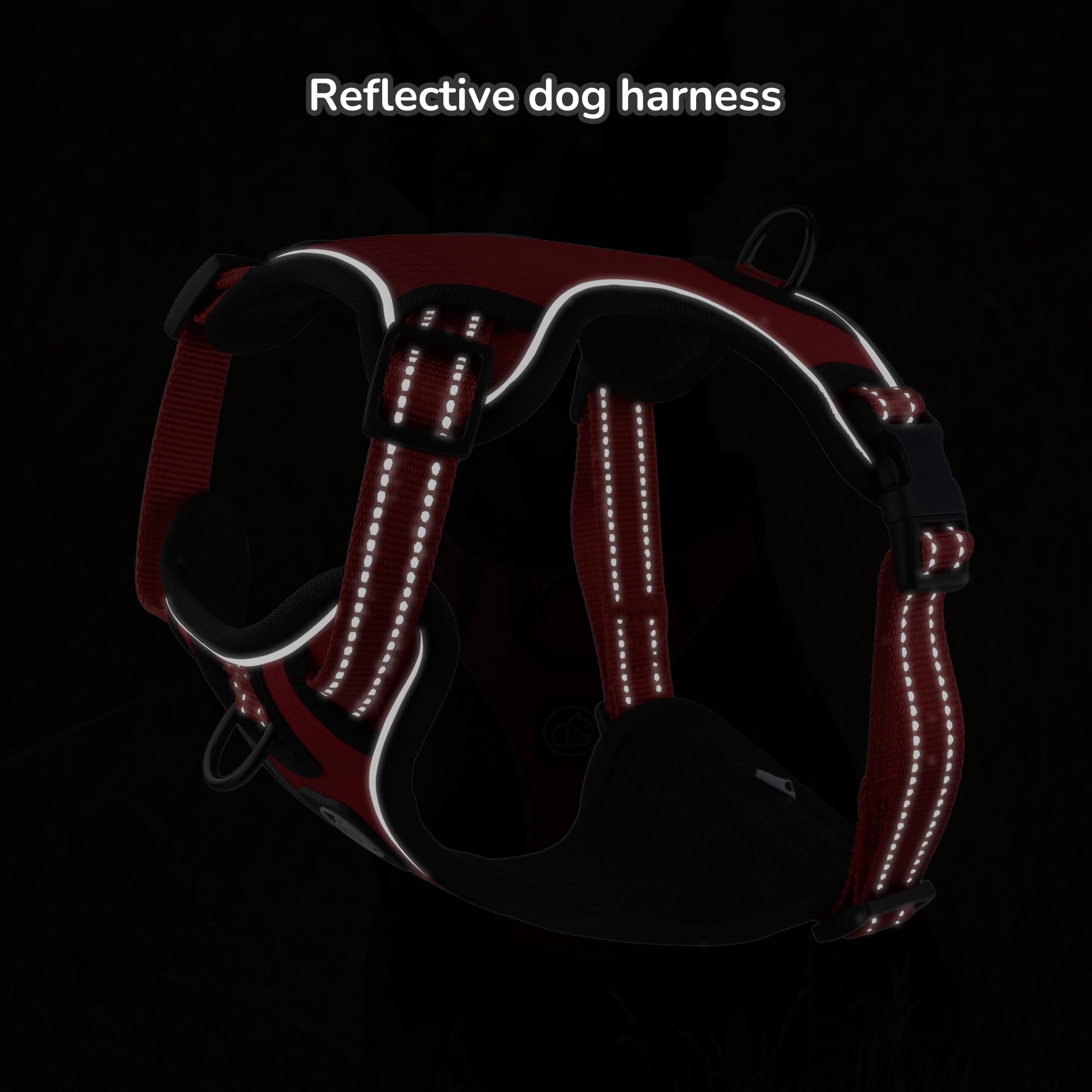 Everking harnais-utilisation-quotidienne pour entraînement et sorties quotidiennes.