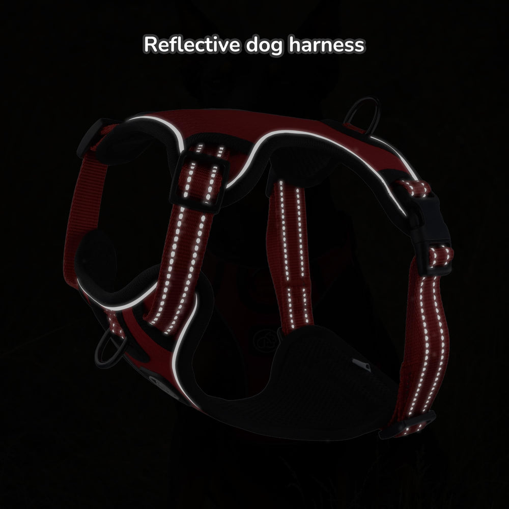 Everking harnais-utilisation-quotidienne pour entraînement et sorties quotidiennes.