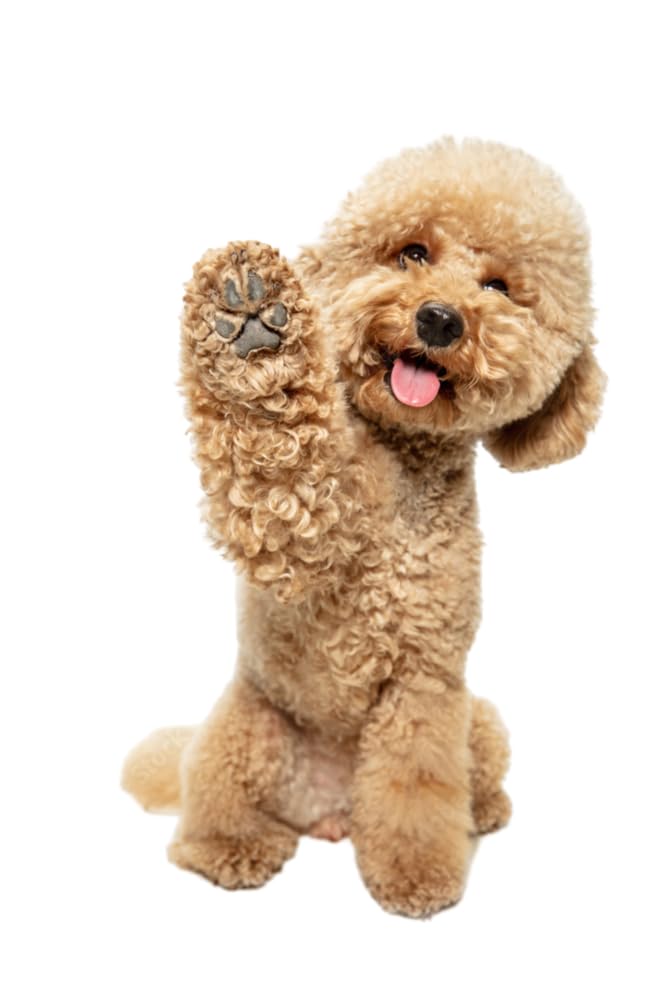 Everything Chic ChewyPawtton couverture-salon-chien, élégance et protection