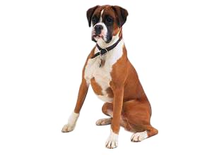 Everything Chic pull-chien-urban-style: look tendance pour les promenades en ville.