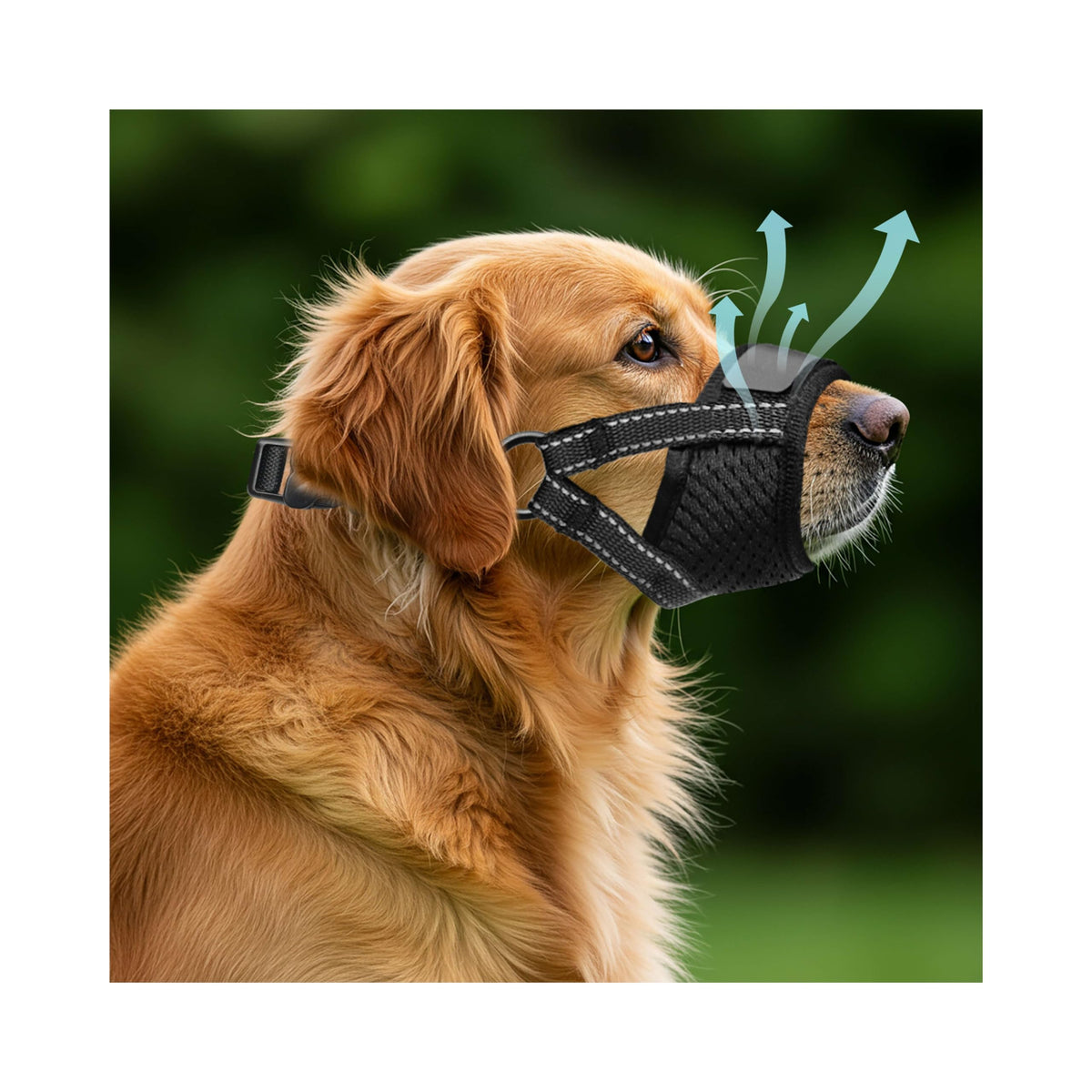 Museau Evollax pour chien grand – maillage respirant offrant confort prolongé