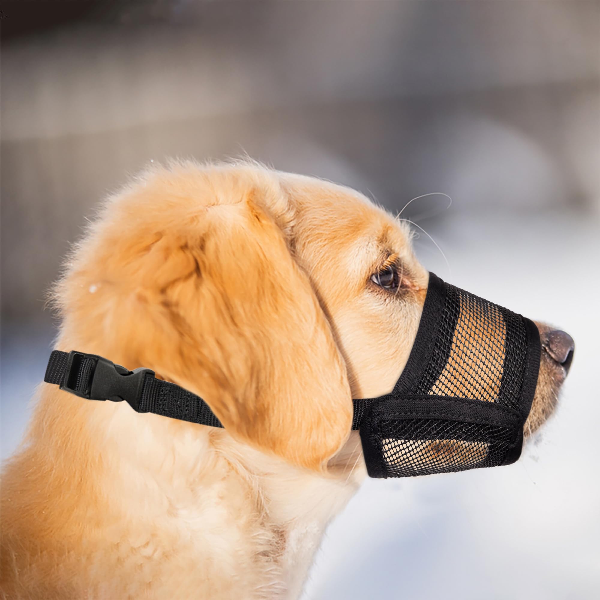 Evollax muselière pour chien petit, utilisation polyvalente en promenade et voyage.