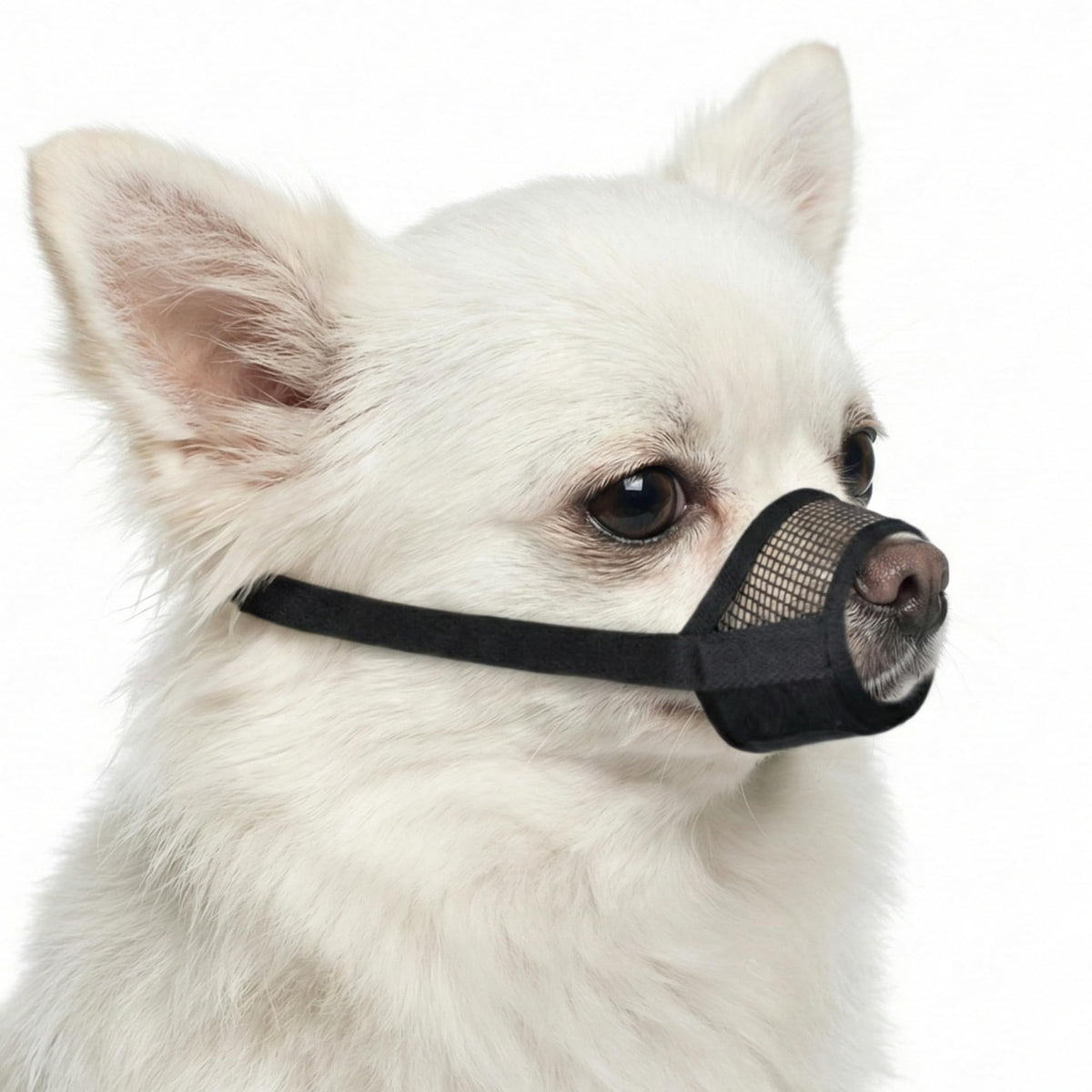 Evollax Muselière petit chien : maille respirante pour un confort durable.